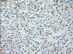 USP13 Antibody in Immunohistochemistry (Paraffin) (IHC (P))