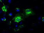 GAD67 Antibody in Immunocytochemistry (ICC/IF)