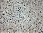 GAD67 Antibody in Immunohistochemistry (Paraffin) (IHC (P))