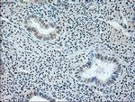 GAD67 Antibody in Immunohistochemistry (Paraffin) (IHC (P))