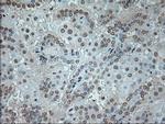 GAD67 Antibody in Immunohistochemistry (Paraffin) (IHC (P))