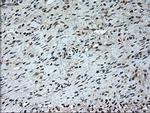 GAD67 Antibody in Immunohistochemistry (Paraffin) (IHC (P))