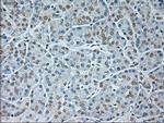 GAD67 Antibody in Immunohistochemistry (Paraffin) (IHC (P))