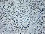 GAD67 Antibody in Immunohistochemistry (Paraffin) (IHC (P))