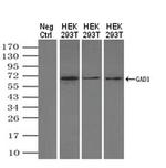 GAD67 Antibody in Western Blot (WB)