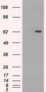 GAD67 Antibody in Western Blot (WB)