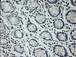 Prominin 2 Antibody in Immunohistochemistry (Paraffin) (IHC (P))