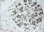 Prominin 2 Antibody in Immunohistochemistry (Paraffin) (IHC (P))