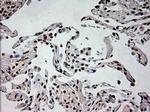 Prominin 2 Antibody in Immunohistochemistry (Paraffin) (IHC (P))