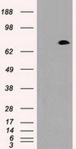 Prominin 2 Antibody in Western Blot (WB)