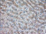 TRPM4 Antibody in Immunohistochemistry (Paraffin) (IHC (P))