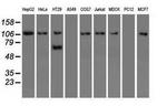 SIGLEC9 Antibody in Western Blot (WB)