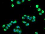 SIGLEC9 Antibody in Immunocytochemistry (ICC/IF)