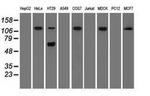 SIGLEC9 Antibody in Western Blot (WB)