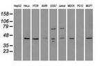 RAD9 Antibody in Western Blot (WB)