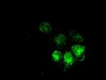 MRI1 Antibody in Immunocytochemistry (ICC/IF)