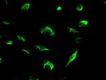 MRI1 Antibody in Immunocytochemistry (ICC/IF)