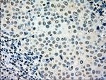 MRI1 Antibody in Immunohistochemistry (Paraffin) (IHC (P))