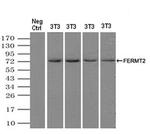 Kindlin 2 Antibody in Western Blot (WB)