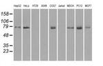 Kindlin 2 Antibody in Western Blot (WB)