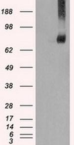 Kindlin 2 Antibody in Western Blot (WB)