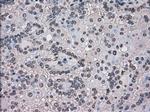 TMEM100 Antibody in Immunohistochemistry (Paraffin) (IHC (P))