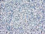 SLC7A8 Antibody in Immunohistochemistry (Paraffin) (IHC (P))