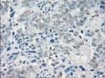 SLC7A8 Antibody in Immunohistochemistry (Paraffin) (IHC (P))