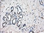 SLC7A8 Antibody in Immunohistochemistry (Paraffin) (IHC (P))