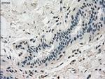 DHFR Antibody in Immunohistochemistry (Paraffin) (IHC (P))