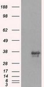 NEK6 Antibody in Western Blot (WB)