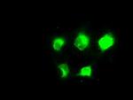 NAT8 Antibody in Immunocytochemistry (ICC/IF)