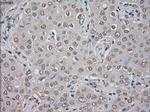 NAT8 Antibody in Immunohistochemistry (Paraffin) (IHC (P))