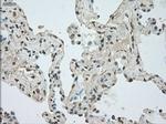 NAT8 Antibody in Immunohistochemistry (Paraffin) (IHC (P))