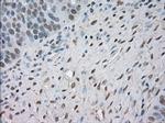 NAT8 Antibody in Immunohistochemistry (Paraffin) (IHC (P))