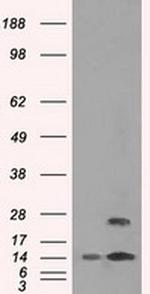 TMEM100 Antibody in Western Blot (WB)