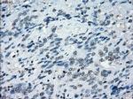 NAT8 Antibody in Immunohistochemistry (Paraffin) (IHC (P))