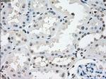 NAT8 Antibody in Immunohistochemistry (Paraffin) (IHC (P))