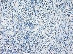 NAT8 Antibody in Immunohistochemistry (Paraffin) (IHC (P))