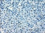 NAT8 Antibody in Immunohistochemistry (Paraffin) (IHC (P))