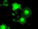 NEK6 Antibody in Immunocytochemistry (ICC/IF)