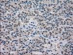 NEK6 Antibody in Immunohistochemistry (Paraffin) (IHC (P))