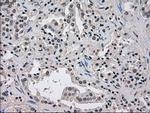 NEK6 Antibody in Immunohistochemistry (Paraffin) (IHC (P))