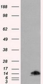 FKBP12 Antibody in Western Blot (WB)