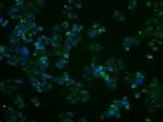 PP5 Antibody in Immunocytochemistry (ICC/IF)