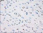 PP5 Antibody in Immunohistochemistry (Paraffin) (IHC (P))