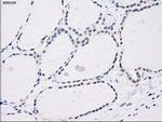 PP5 Antibody in Immunohistochemistry (Paraffin) (IHC (P))