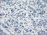 PP5 Antibody in Immunohistochemistry (Paraffin) (IHC (P))