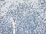 PP5 Antibody in Immunohistochemistry (Paraffin) (IHC (P))