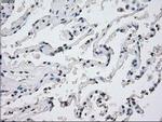 PP5 Antibody in Immunohistochemistry (Paraffin) (IHC (P))